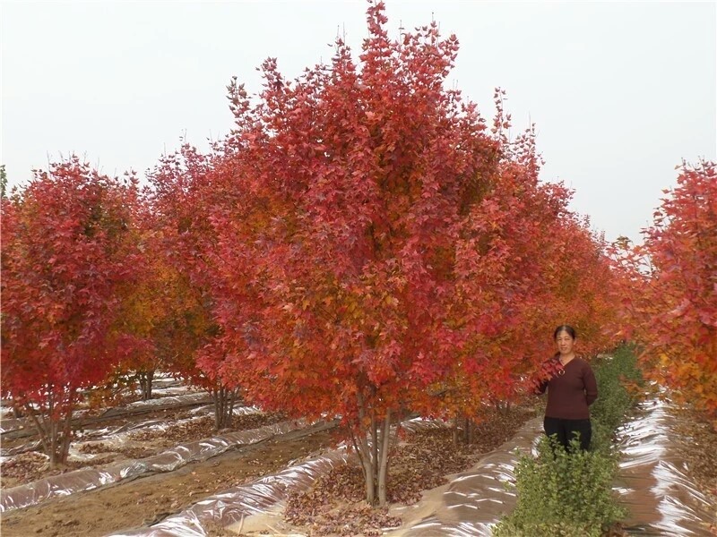 彩色苗木之王—美國紅楓，還能紅多久？