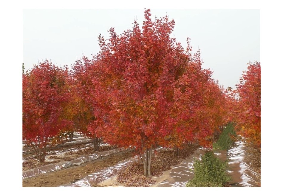 彩色苗木之王—美國紅楓，還能紅多久？