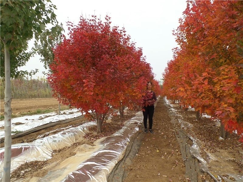 彩色苗木之王—美國紅楓，還能紅多久？