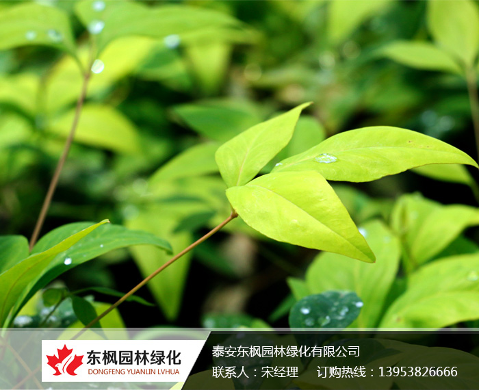 火焰南天竹栽種、澆水、施肥等及擺放環(huán)境