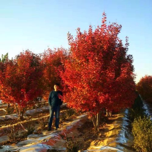 叢生多桿苗木市場需求火爆，叢生紅點紅楓正在逐漸走俏……