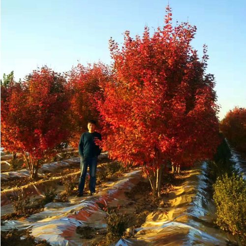 叢生多桿苗木市場需求火爆，叢生紅點紅楓正在逐漸走俏……