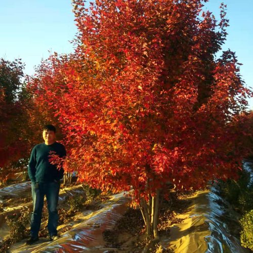 叢生多桿苗木市場需求火爆，叢生紅點紅楓正在逐漸走俏……