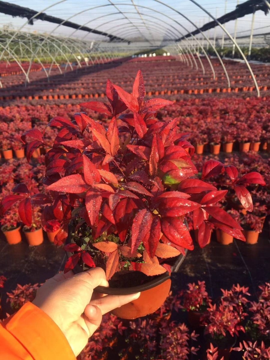 紫薇花瓶|火焰南天竹|叢生紅點(diǎn)紅楓——泰安東楓園林