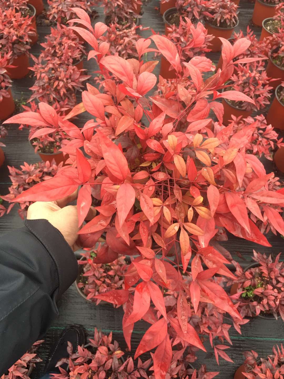新品火焰南天竹未來(lái)市場(chǎng)及發(fā)展前景