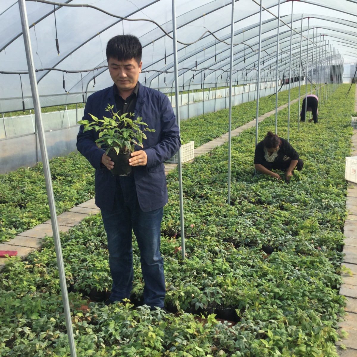 新品火焰南天竹未來(lái)市場(chǎng)及發(fā)展前景