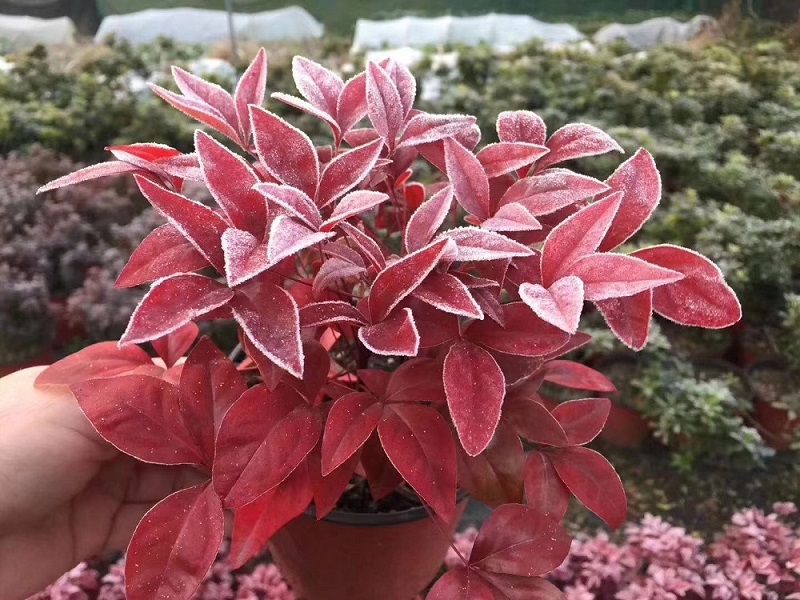 選對種苗，做好產(chǎn)品，才能未來可期！火焰南天竹、叢生紅點紅楓、紫薇花瓶