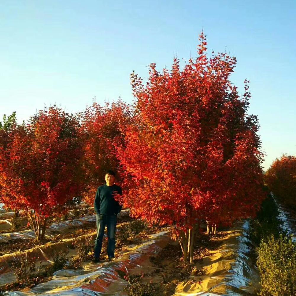 美國紅楓，在砥礪前行中預(yù)見未來